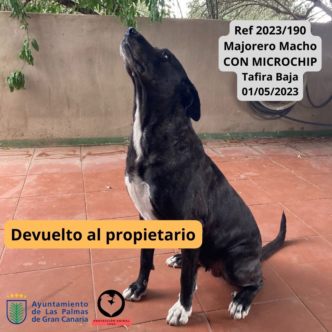 Ref 2023189 Podenco Hembra 5 meses SIN MICROCHIP San José 29052023 (1)