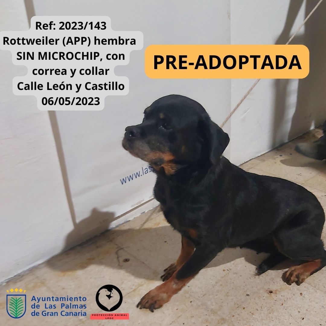 Ref 2023189 Podenco Hembra 5 meses SIN MICROCHIP San José 29052023 (10)