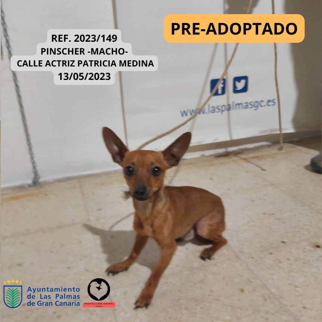 Ref 2023189 Podenco Hembra 5 meses SIN MICROCHIP San José 29052023 (9)