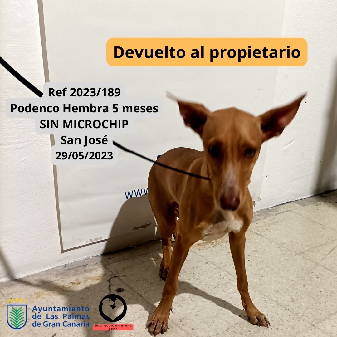 Ref 2023189 Podenco Hembra 5 meses SIN MICROCHIP San José 29052023