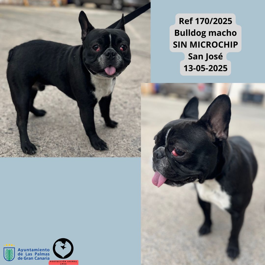 Ref 3422024 Cachorro 3 meses Collar negro con luz Tafira 08-01-2025 (9)