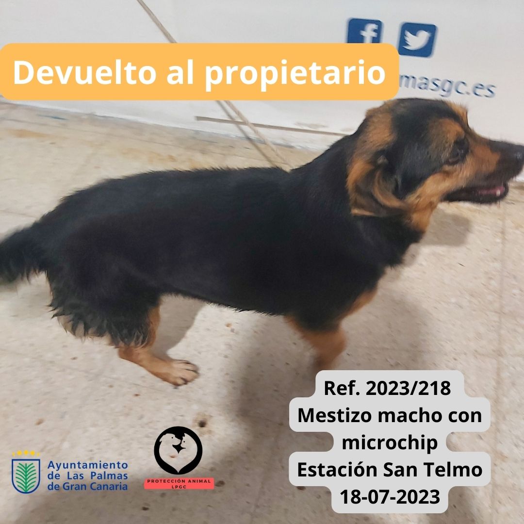 Ref. 2023218 Mestizo macho con microchip Estación San Telmo 18-07-2023