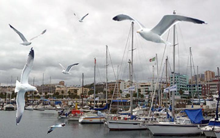 Gaviotas en el muelle deportivo