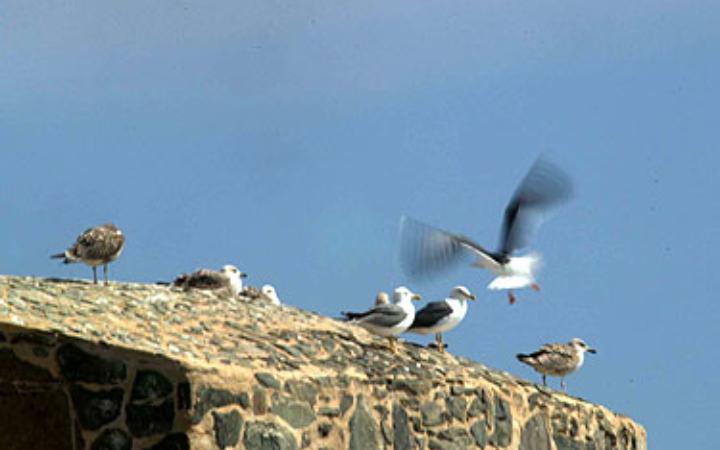 Pajaros sobre el Castillo