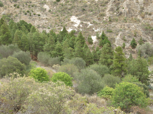 Reforestacion el Zardo (10)