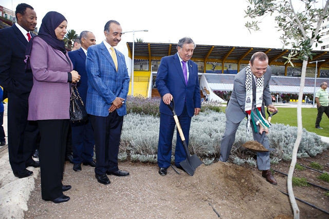 Olivo en el parque del Estadio Insular como símbolo de la paz 6
