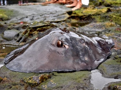 Rescate del chucho que quedó atrapado en las piscinas de La Laja 6