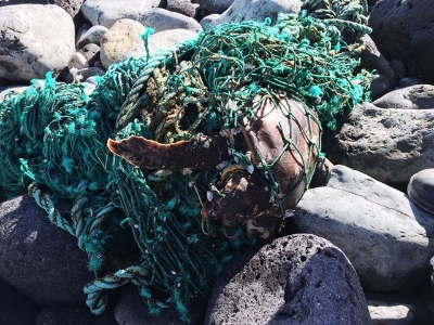 CIUDAD DE MAR, Rescate tortuga La Cícer