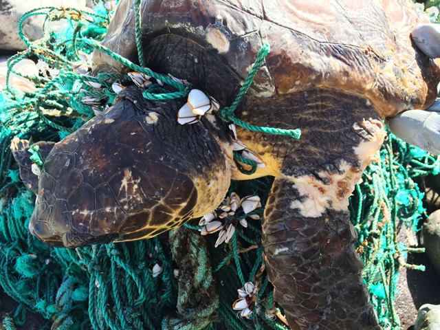 CIUDAD DE MAR, rescate tortuga enmarañada en El Lloret