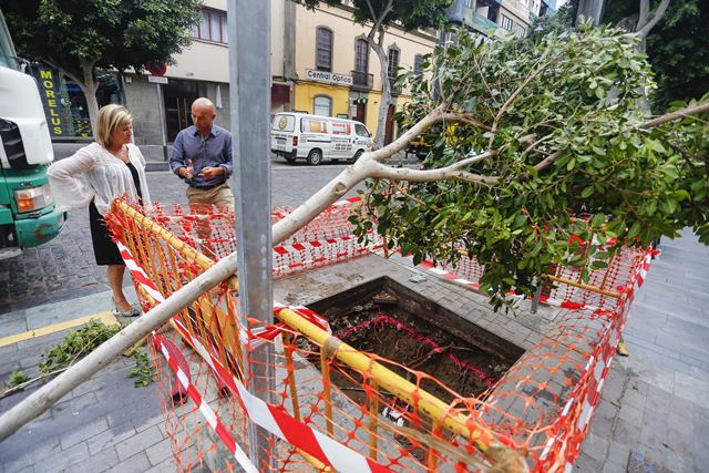 Topes en San Bernardo para proteger a los nuevos laureles