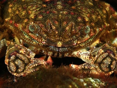 MEJOR FOTO FAUNA-ARTURO TELLE-YOLANDA MARRERO-DAVINIA RODRIGUEZ