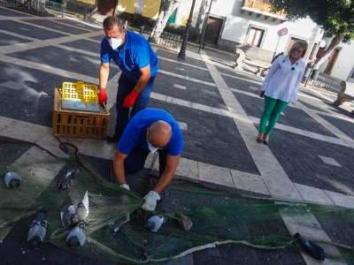 Campaña de control demográfico de aves en la ciudad 2