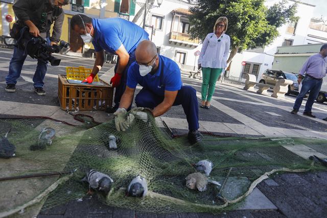 Campaña de control demográfico de aves en la ciudad 3