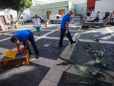 Campaña de control demográfico de aves en la ciudad