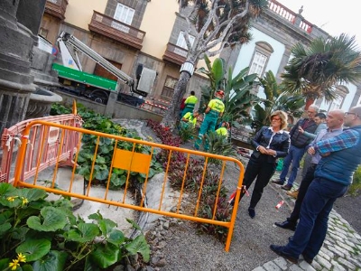 Drago centenario de la Plaza del Espíritu Santo 4