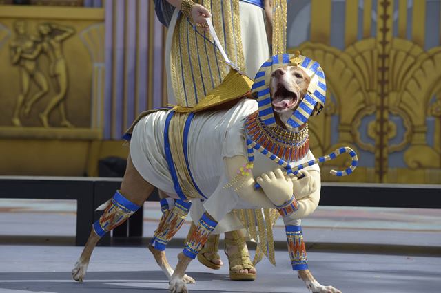 Carnaval canino 1er Premio Ashe 2017
