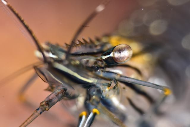 1er premio Fotosub LPGC 2017 (fauna) FERNANDO ROBLEDANO y MARINA ZARATE