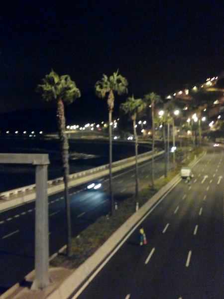 Poda en la Avda Marítima 2