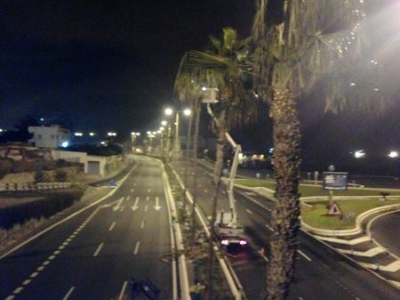 Poda en la Avda Marítima 3