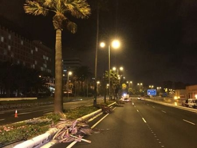 Poda en la Avda Marítima