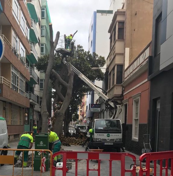 Cambio del arbolado de la calle Pedro del Castillo Westerling