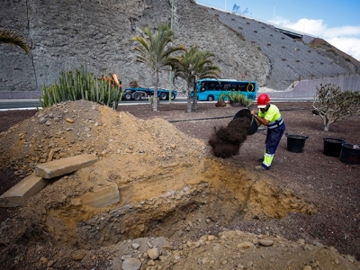 Laurel de indias de Mesa y López hasta Jinámar para garantizar su conservación 2