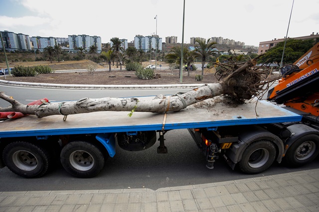 Laurel de indias de Mesa y López hasta Jinámar para garantizar su conservación 3