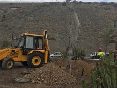 Laurel de indias de Mesa y López hasta Jinámar para garantizar su conservación