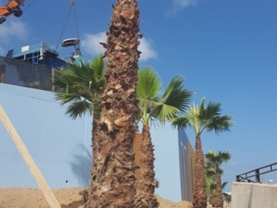 Palmeras de Luis Morote a San Nicolás 3