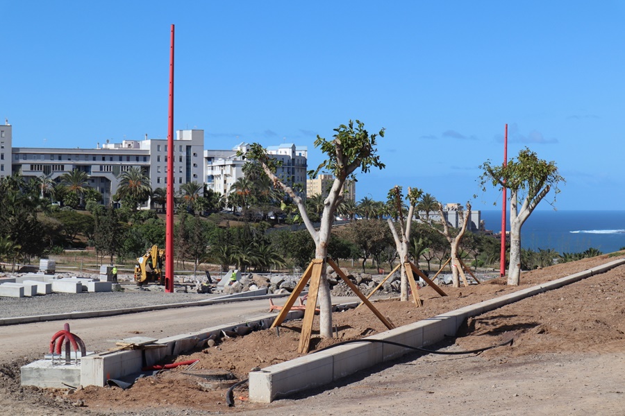 Finaliza el trasplante de 25 àrboles de la avenida Blas Cabrera Felipe