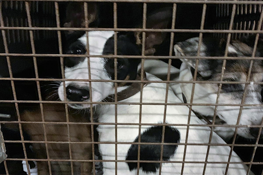 La ciudad reduce en un 8,1% el número de animales abandonados en los últimos tres años