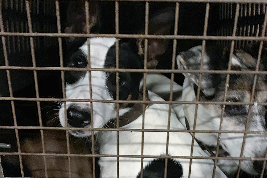 El Ayuntamiento recoge 473 animales abandonados en el primer semestre de 2019