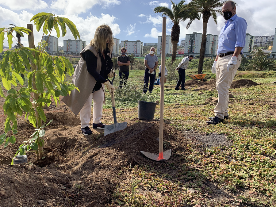 El Ayuntamiento redobla esfuerzos y aumenta la previsión con la plantación de 2.800 ejemplares en 2020