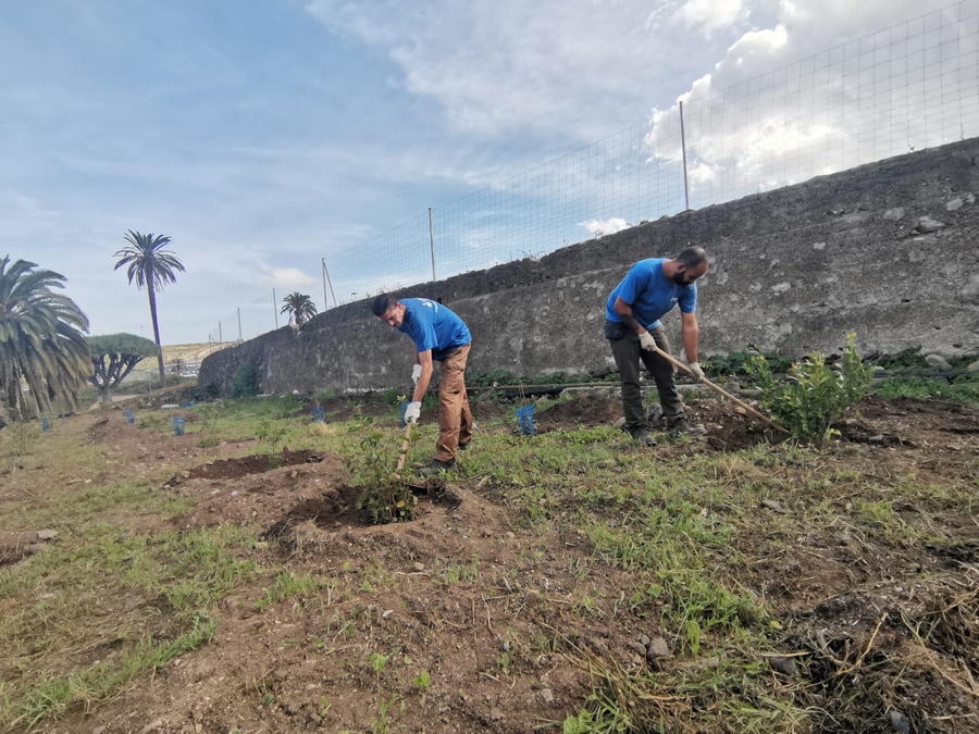 El Ayuntamiento inicia la plantación de 2.200 árboles y plantas en Tamaraceite Sur