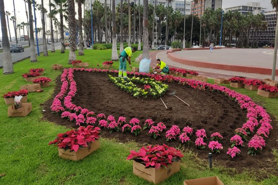 El Ayuntamiento planta 26.610 flores de Pascua para decorar las calles de los cinco distritos del municipio capitalino