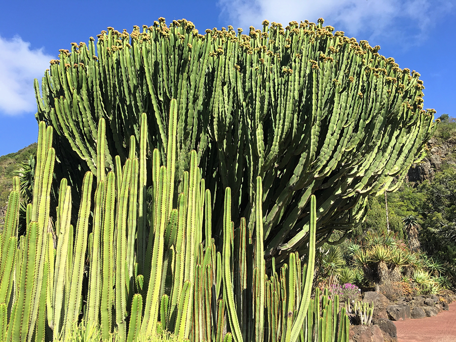 Las Palmas de Gran Canaria destino destacado para viajar en Primavera