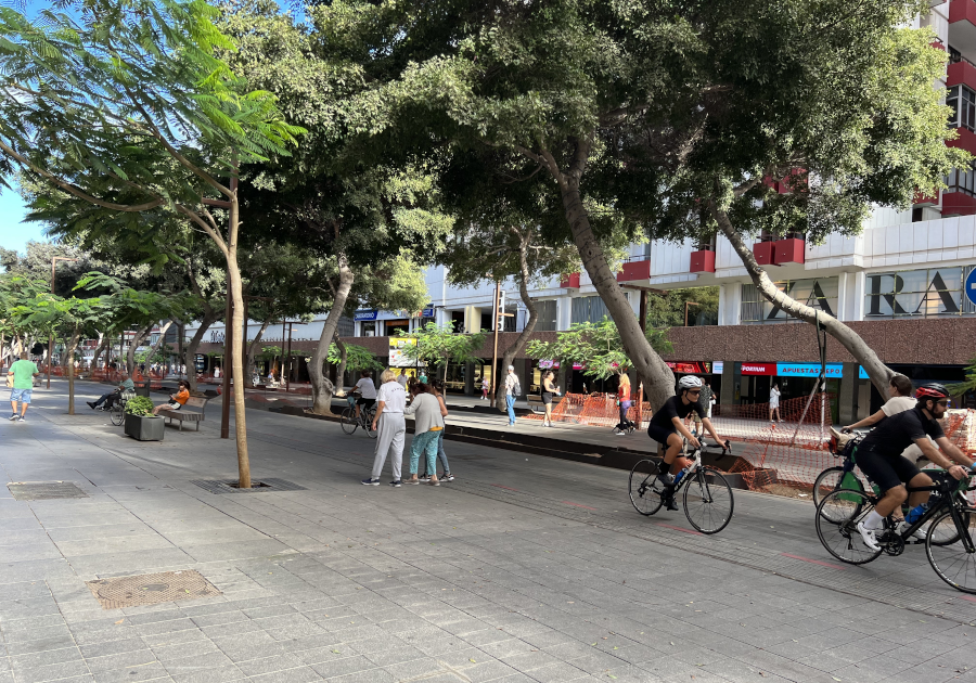 El Ayuntamiento realiza un estudio para la protección de los árboles de Mesa y López