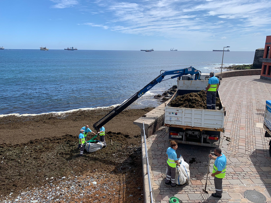 Ciudad de Mar retira de Las Canteras y San Cristóbal 172 toneladas de algas pardas arrastradas por el oleaje