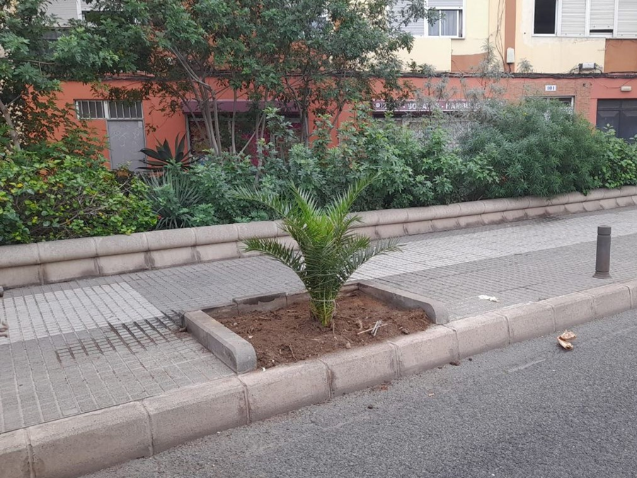 El Ayuntamiento replantará casi un centenar de árboles y palmeras en los viales de la ciudad