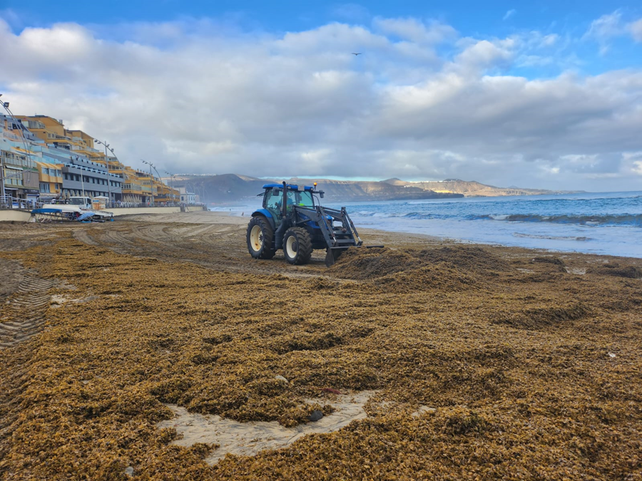 Ciudad de Mar mantiene la retirada de seba de Las Canteras que se acumula por la fuerza del mar