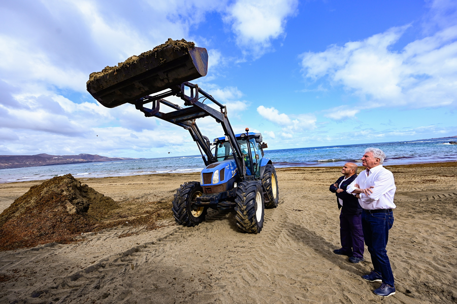 Ciudad de Mar garantiza el equilibrio ecosistémico de las playas con la retirada gradual de algas