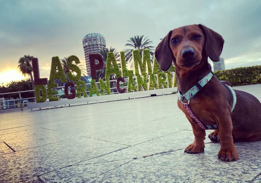 El Ayuntamiento reconoce la creatividad y el vínculo con las mascotas en el concurso 'Mi amigo se viene conmigo'