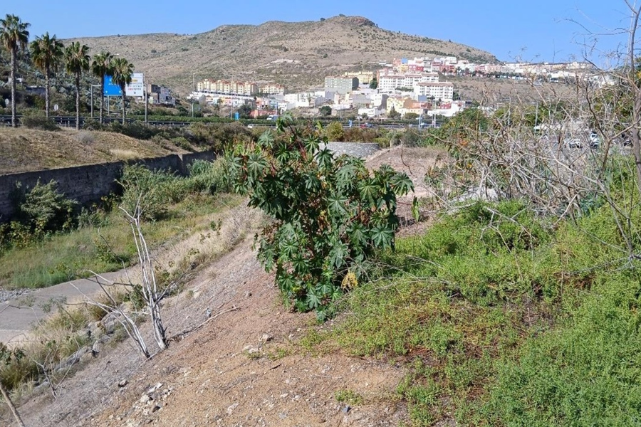 El Ayuntamiento avanza con el Corredor Verde tras la adjudicación de la renaturalización del lagartario de Tamaraceite