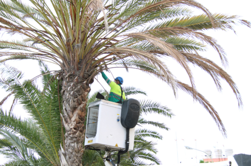 El Ayuntamiento revisa más de 2000 árboles durante los dos primeros meses del Plan de choque del arbolado urbano