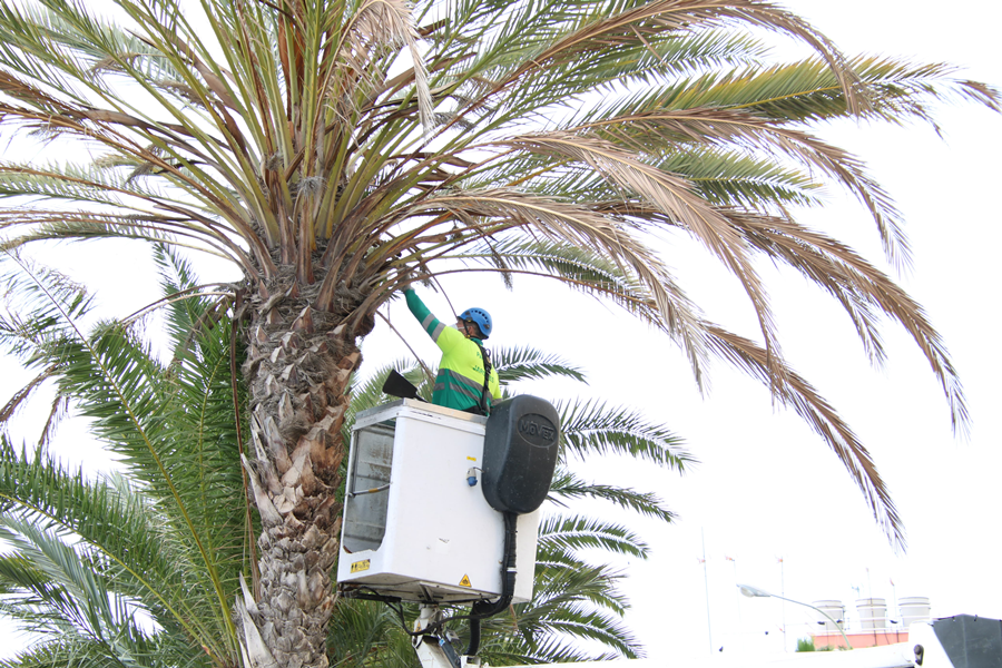 El Ayuntamiento revisa más de 2000 árboles durante los dos primeros meses del Plan de choque del arbolado urbano