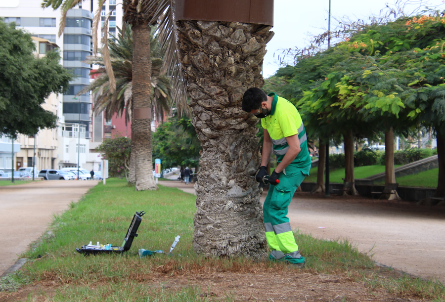 El Ayuntamiento pone en tratamiento 1.800 palmeras para luchar contra la diocalandra