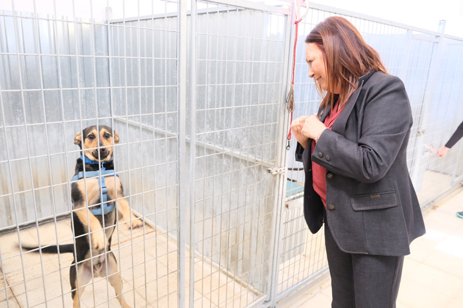 El Ayuntamiento saca a licitación el contrato del servicio de guardería de perros y gatos abandonados