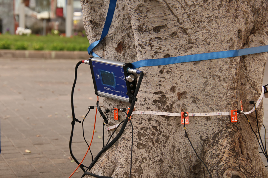 Las Palmas de Gran Canaria adquiere nuevos instrumentos para mejorar la evaluación de su arbolado