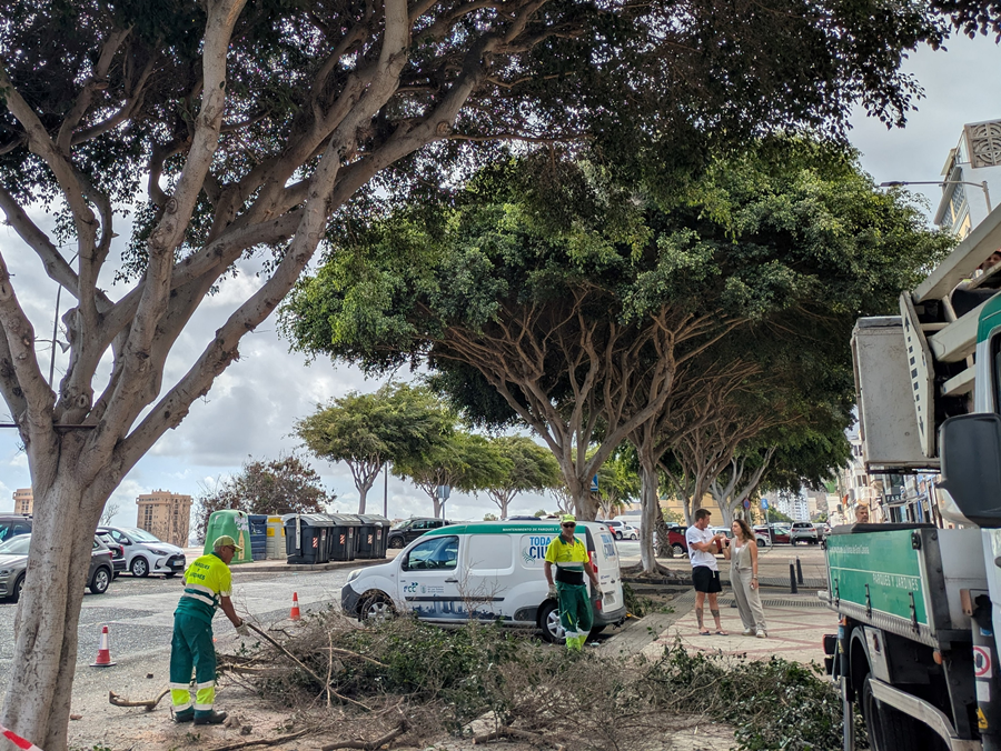 Parques y Jardines emprende una actuación especial para rehabilitar los ficus de la ciudad