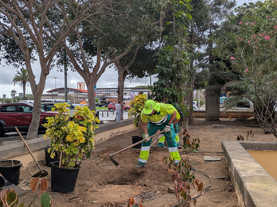 Parques y Jardines realiza una actuación integral en Barrio Atlántico